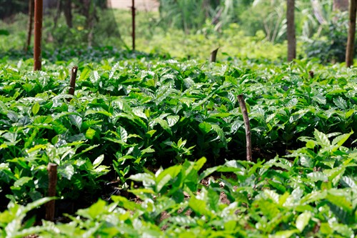 Gallery Image AD6A6873(1).jpg