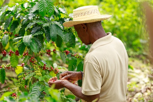 Gallery Image Avanti_Coffee_Co_(21_of_1).jpg