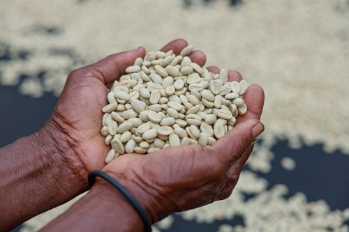 Gallery Image Avanti_Coffee_Co_(23_of_1).jpg