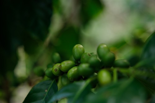 Gallery Image avanticoffeecompany.com-3894.jpg