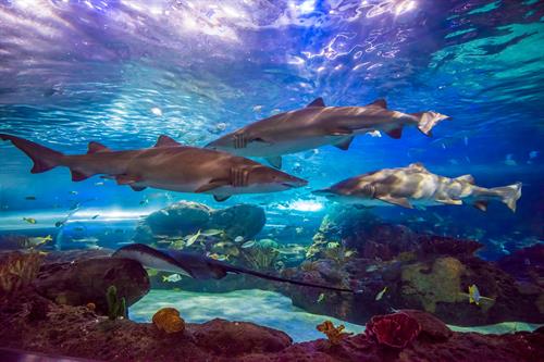 The Dangerous Reef Shark Tunnel is 330 feet of underwater fun.