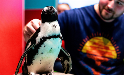 SEA things differently with species from around the world like the South African Penguin.