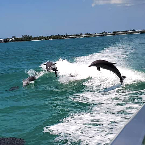 Gallery Image Pod_of_bottlenose_dolphins_jumping_in_boat_wake_by_Myrtle_Beach.jpg