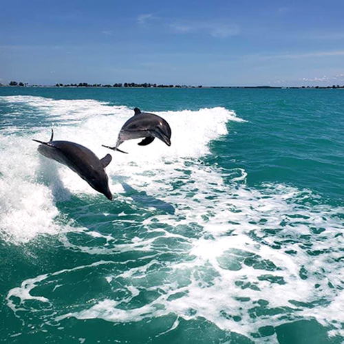 Gallery Image bottlenose-dolphins-myrtle-beach.jpg
