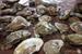 35th Annual North Carolina Oyster Festival
