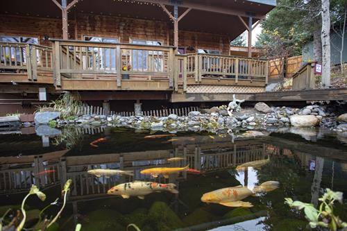Koi Pond Koi Pond
