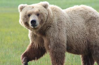Alaska Bear Adventures Alaska Bear Adventures