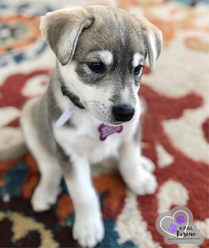Balto - ADOPTED! Balto - ADOPTED!