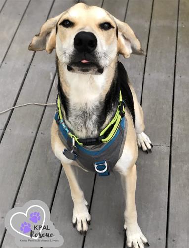 Baylee - ADOPTED! Baylee - ADOPTED!