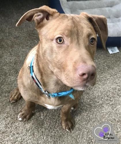 Snoopy - Available for Adoption! Snoopy - Available for Adoption!