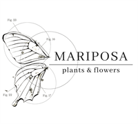 Mariposa Plants