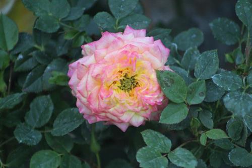 Gallery Image IMG_1480.JPG