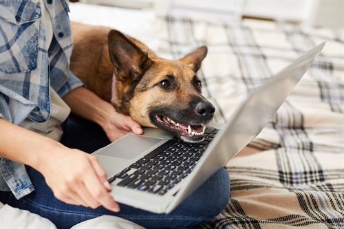 Gallery Image laptop_on_lap_with_dog_-_Copy.jpg