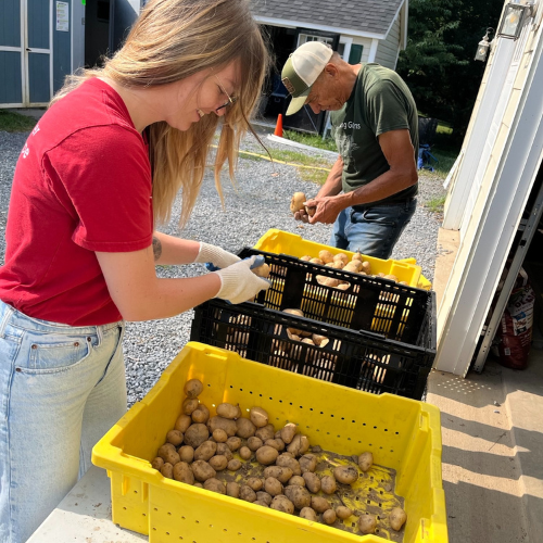 Helping one of our farms sort potatoes! Helping one of our farms sort potatoes!