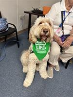 Therapy dogs celebrated for ‘pawsitivity’ on National Dog Day at HCA Florida Englewood Hospital