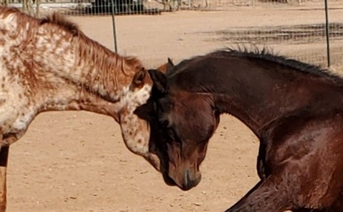 Renegade telling Kissy "You can up girl?" Do you need a hoof?"