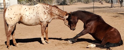 Renegade checking on the love of his life, Kissy!