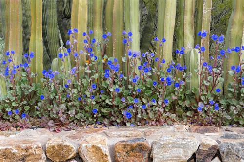 Colorful wildflowers in the Cactus Circle