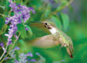 Hummingbirds galore