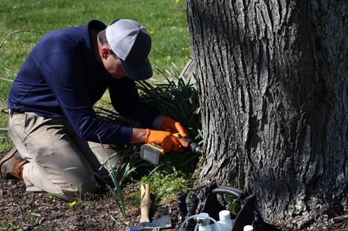 One of our technicians applying a tree injection to help the health and longevity of a customers tree.
