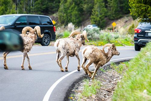 Yellowstone wildlife viewing tours available during the summer