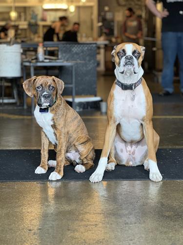 Gallery Image Millie_and_Milo.jpg