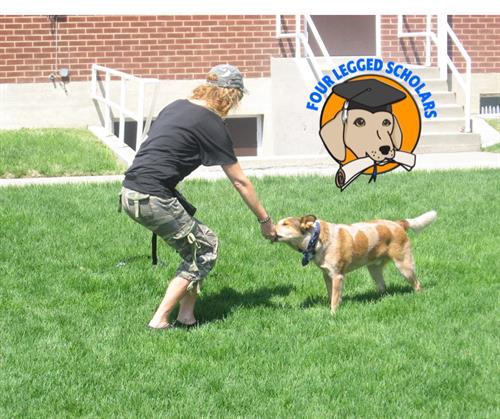 Outdoor Leash Training with Dogs