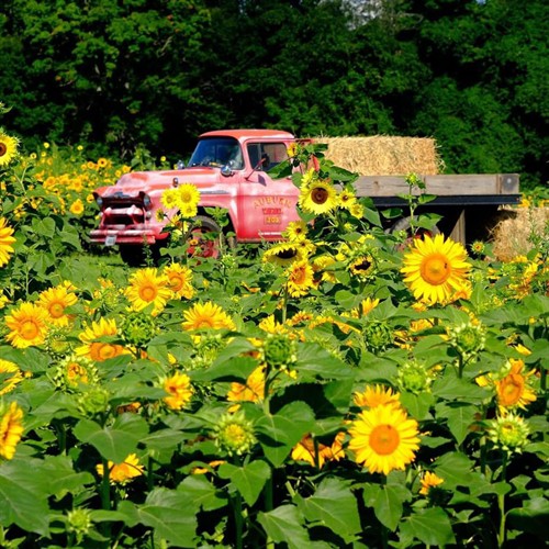 Gallery Image cvcc-sunflower.jpg