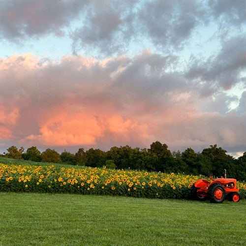 Gallery Image cvcc-sunflower2.jpg
