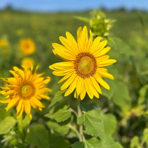Gallery Image cvcc-sunflower4.jpg