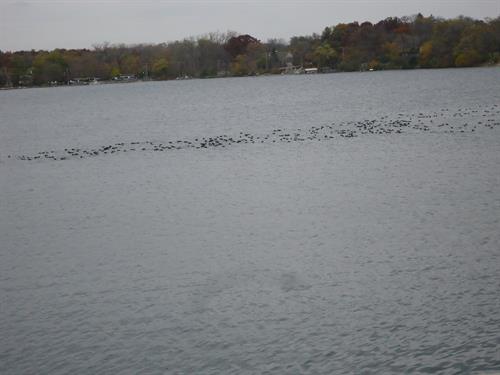 Migrating waterfowl rest on Lake Zurich during the fall migration.  A healthy environment is good for humans and animals alike!