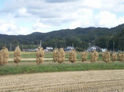 Kitakami, Japan Rice Field