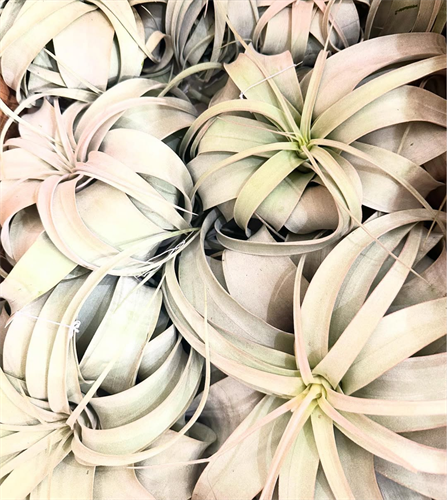 Gallery Image Screenshot_2025-07-07_at_18-02-41_Instagram.png