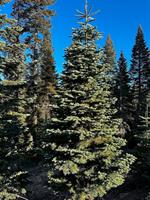 SEEAG’s “Christmas On The Ranch” Fundraiser Offers Fresh-Cut Christmas Trees From Northern California to Support Youth Agriculture Programs