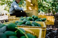 SEEAG’s Free “Farm Day Every Day” At Brokaw Nursery in Ventura – February 28