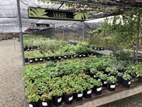 Grow Native Nursery Fall Plant Sale 2026