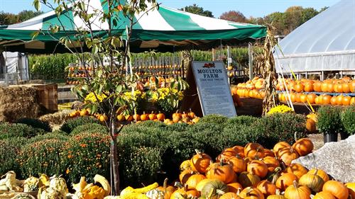 Enjoy our corn maze and searching for the perfect pumpkin in the fall.