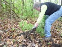 Volunteer: Invasive Plant Removal at Cotton Mountain Trailhead