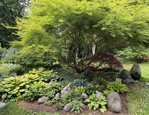 Gallery Garden, Lace Leaf Japanese Maples