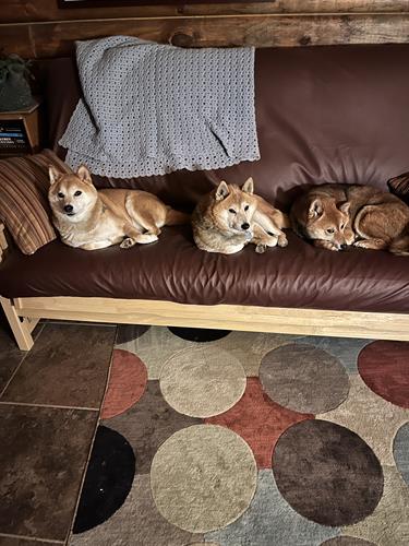 The Shiba Three