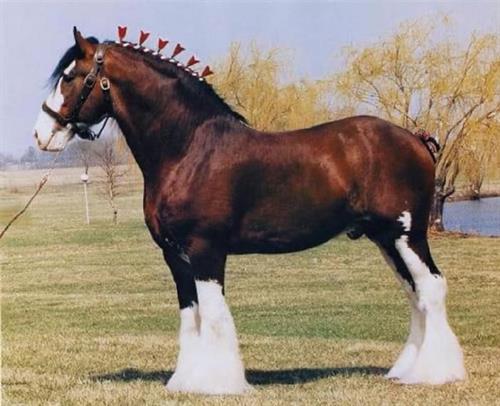 Gallery Image CLYDESDALE_1.jpg