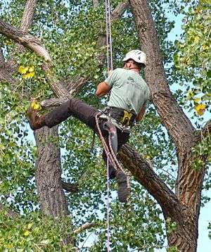Tree Climber