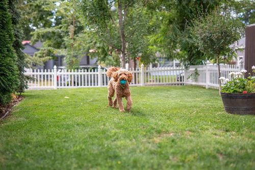 Dog Friendly & Family Fun Yard to Enjoy