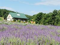 Come get your BLOOM on at Deep Creek Lavender Farm