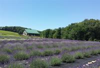 Deep Creek Lavender Farm