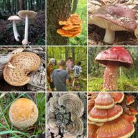 Discover the Fascinating World of Edible Plants and Wild Mushrooms