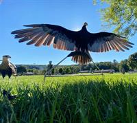 Adventures with Raptors - Birds of Prey