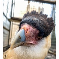 Adventures with Raptors/ Birds of Prey