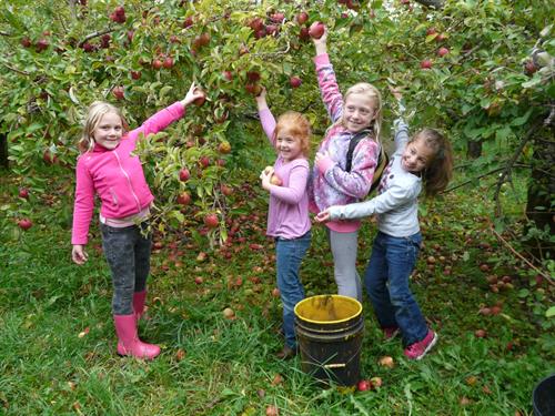 Picking apples at local orchard