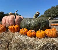 First Methodist Church Pumpkin Patch